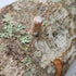 Organic Shiitake Mushroom Outdoor Log Kit